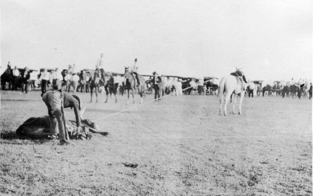 Pasture Rodeo c c1920 whs