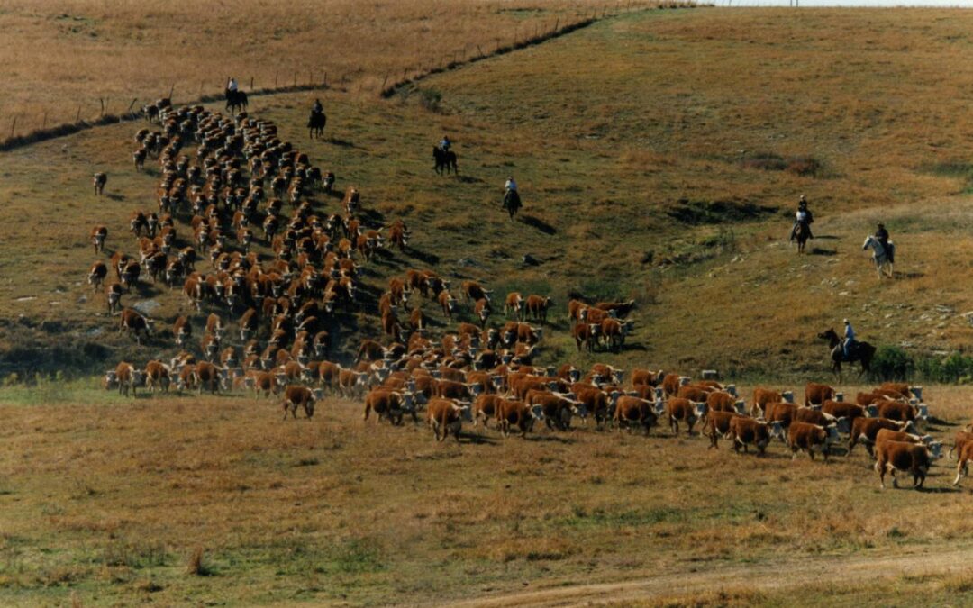 Schultz Skink pasture520