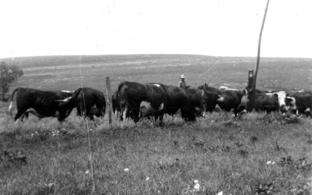 bohn cattle 1942116