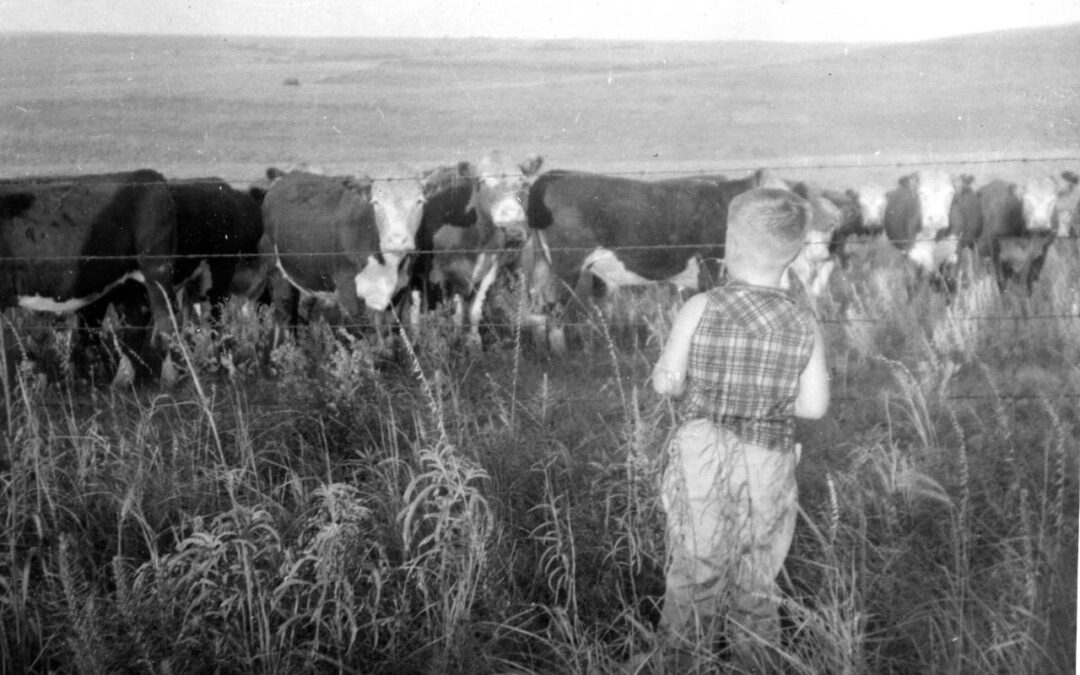 bohn cattle 1957120