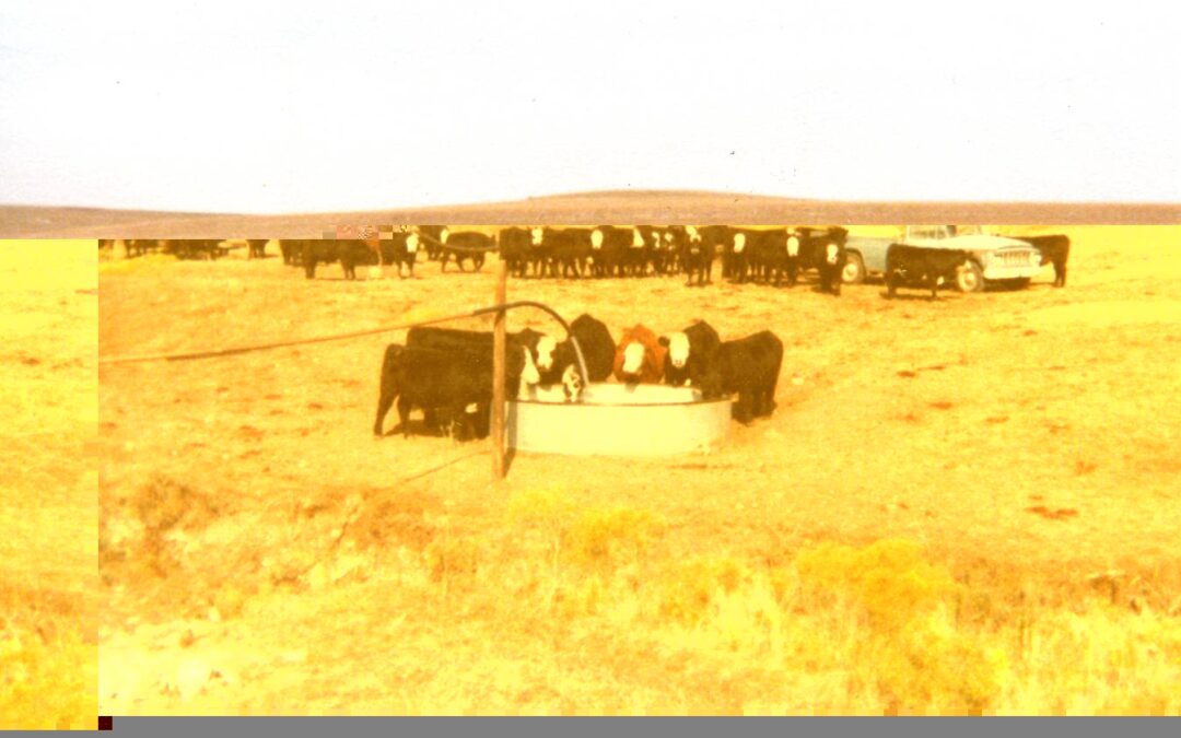 bohn cattle 1970s121