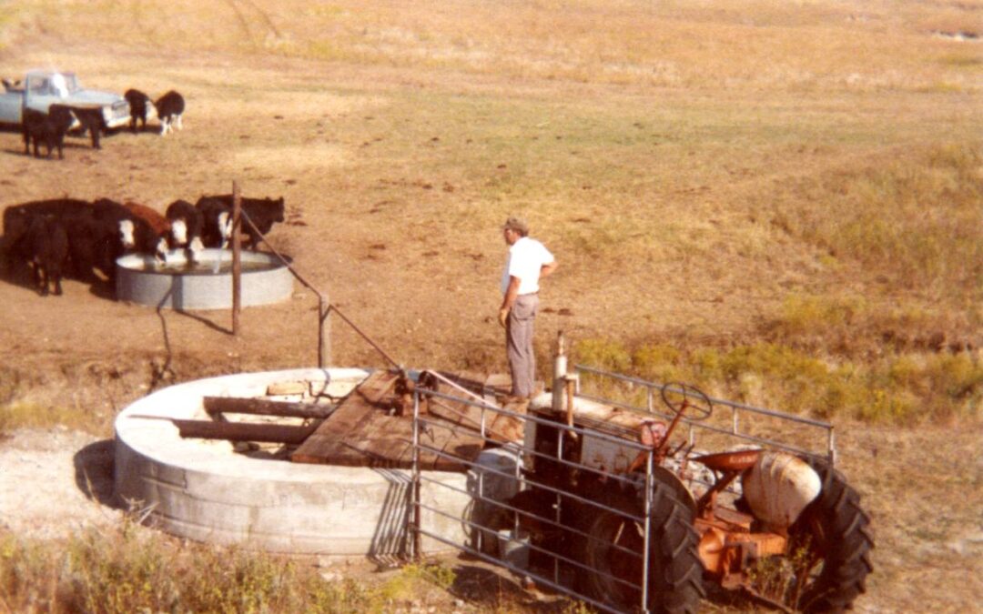 bohn cattle 1980s122