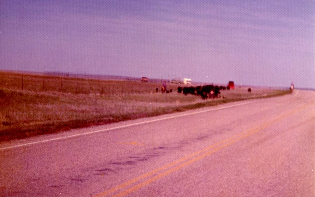 bohn cattle 1980s123