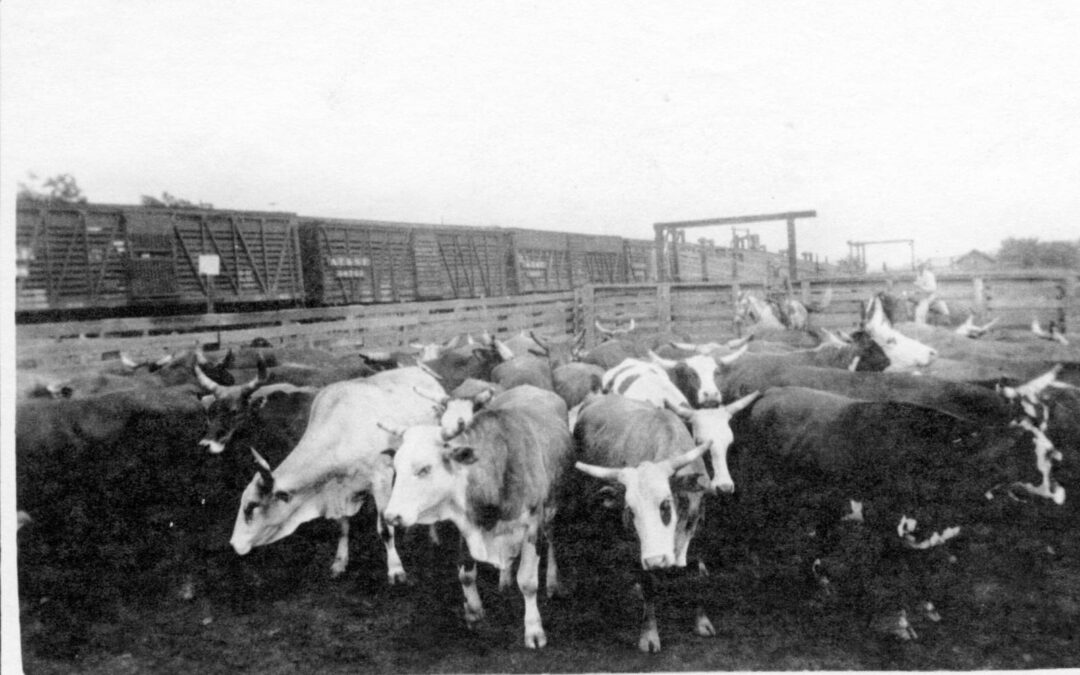 wab farm cattle at hessdale 1939