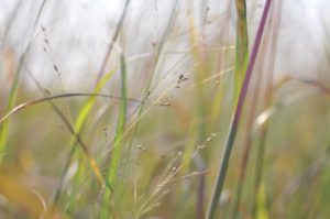 Colorful Autumn Switchgrass