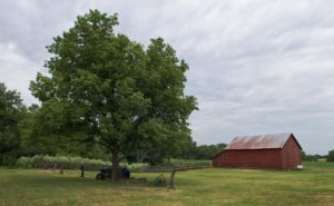 Red barn and grass at Pioneer Bluffs