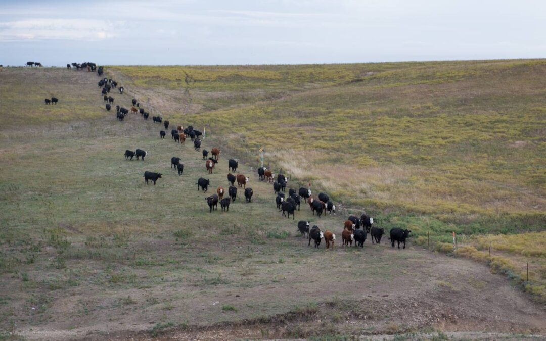 Weaning the Calves 3384