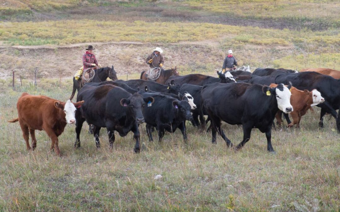 Weaning the Calves 3466