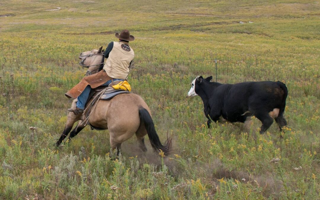 Weaning the Horses