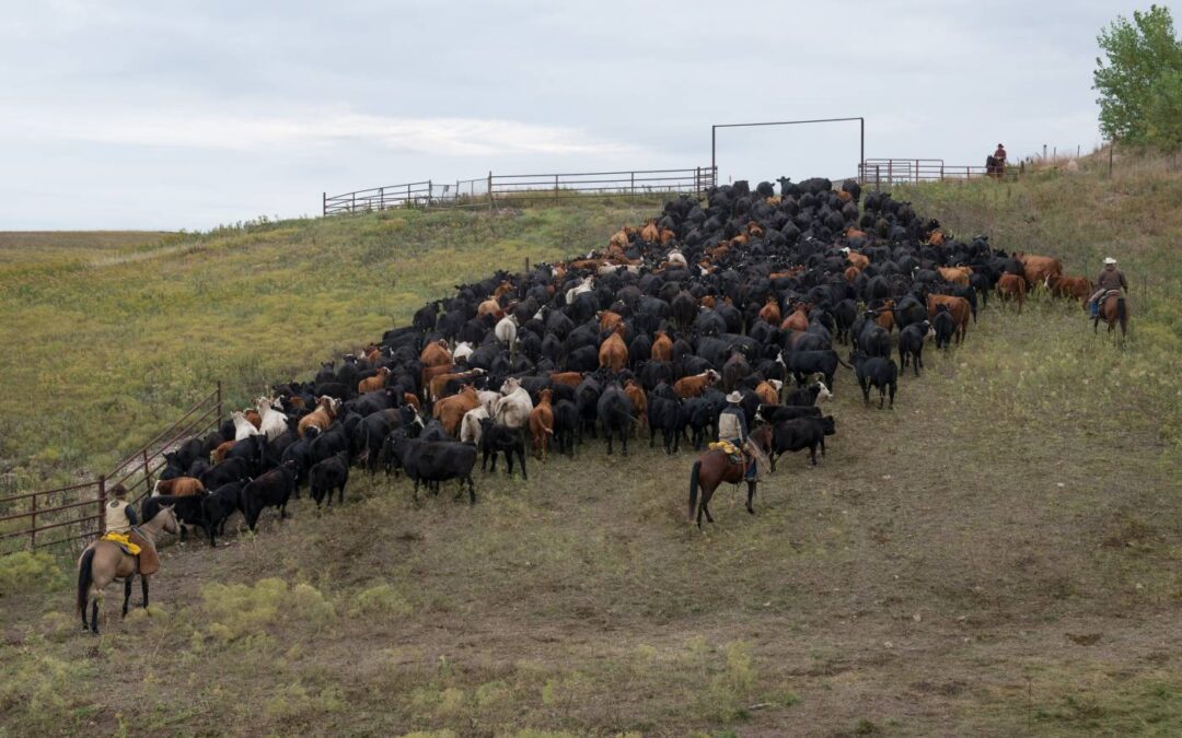 Weaning the Calves 4398