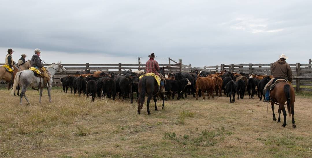 Weaning the Calves 4498