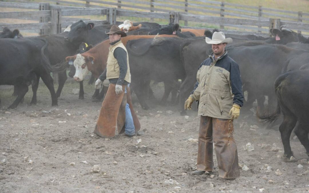 Weaning the Calves 4904