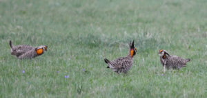 3 Prairie chickens on lek